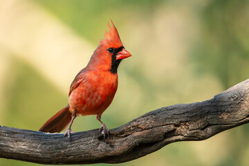 A male cardinal perched on a vine
