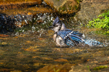 A blue jay taking a bath