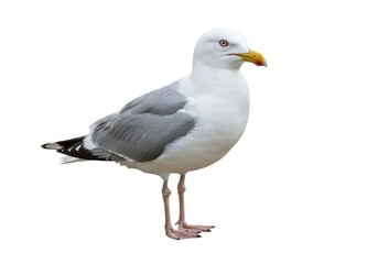 Fototapeta premium Seagull portrait white feathers yellow