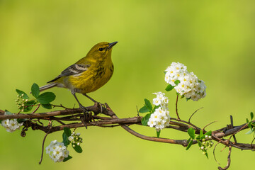 A Pine warbler preched on a wire with white flowers