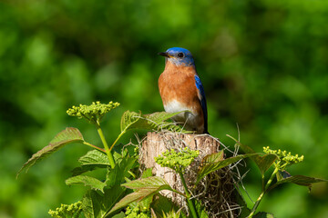 A bluebird perched on a tree branch
