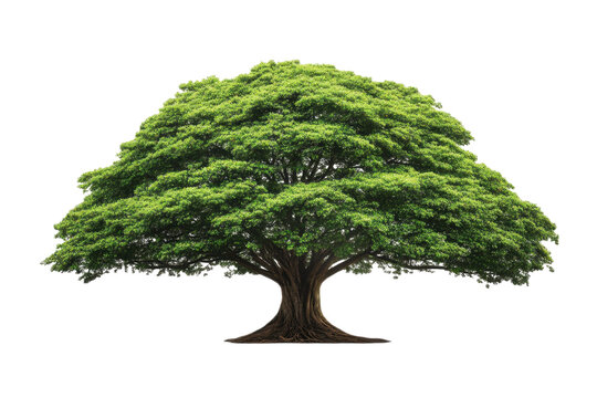 large tree with lush green leaves stands prominently against transparency background, symbolizing nature beauty and vitality. Its expansive canopy provides shade and sense of tranquility - Powered by Adobe