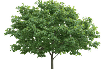 Obraz premium large tree with green leaves stands prominently against transparency background, showcasing its vibrant foliage and sturdy trunk. This evokes sense of nature beauty and tranquility