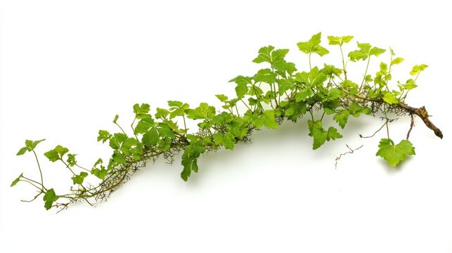 Climbing Fern (Lygodium japonicum) isolated on white background