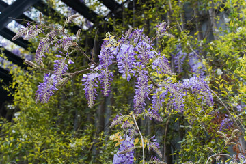 Obraz premium Wisteria sinensis purple flowers blooming in spring