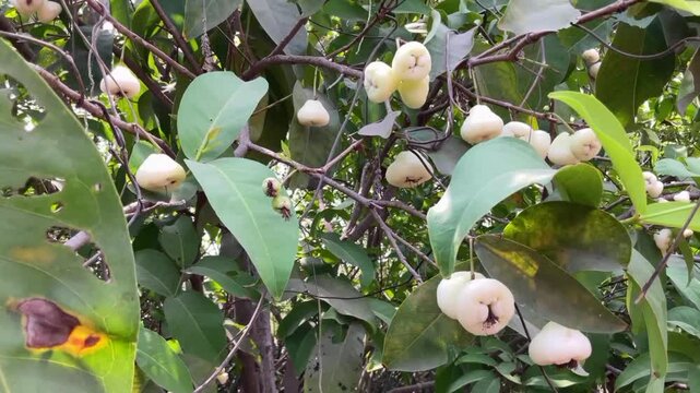Organic fruit white wax apples, also known as Java apples, hanging from the branches of a tree. In agriculture farm 