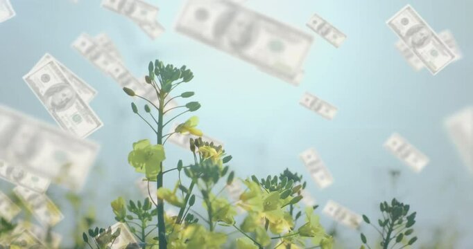Floating dollar bills over blooming yellow flowers with clear sky animation