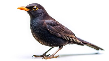 Double Exposure Blackbird Photography, Bird Silhouette, Nature, Wildlife, Avian, Blackbird Image, Common Blackbird Photo, Bird in Flight, Nature