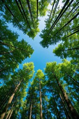 Fototapeta premium looking up at the tops of tall trees in a forest