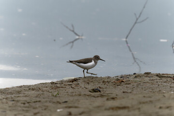 Sandpiper 