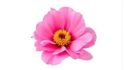 Bright Pink Flower with Yellow Center on a White Background, Perfect for Nature Projects