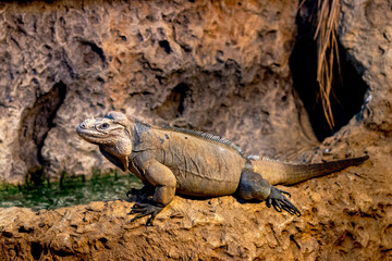 A lizard is laying on a rock in a zoo enclosure