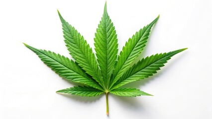 Cannabis Sativa Leaf, Isolated White Background, High-Resolution Photo, Stock Image, Marijuana Leaf, Hemp Leaf, Weed Leaf, Cannabis Plant
