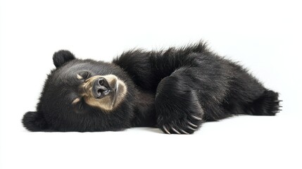 Obraz premium Grizzly Bear isolated on white background