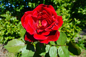 A beautiful red roses in the sunshine of the garden. 