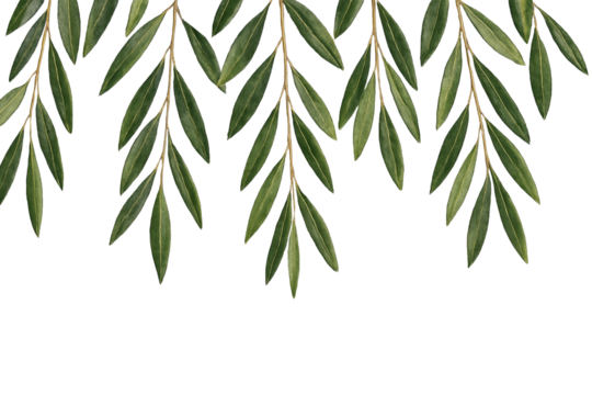 垂れるオリーブ　優雅に舞い降りる緑のライン　自然がつくるリズム、静けさの中の調和　PNG