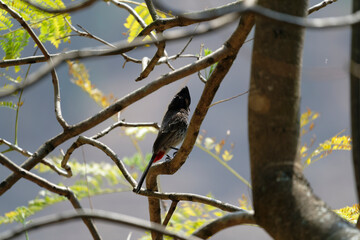 Red vented bulbul on the tree