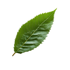 Fototapeta premium Ash Leaf png