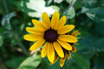 yellow flower in a garden