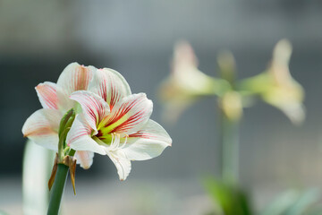 amaryllis in the garden