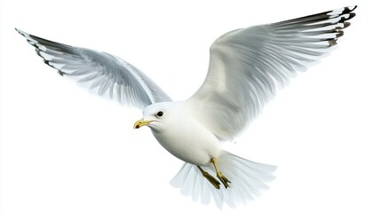 Kittiwake isolated on white background