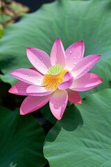 arafed pink flower with yellow center surrounded by green leaves