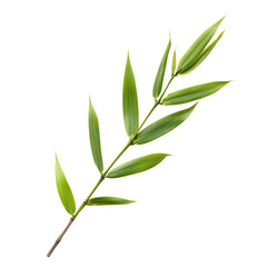 Obraz premium Bamboo Leaf png
