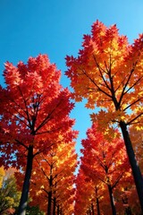 Colorful maple trees stand tall against a brilliant blue sky, autumn colors, woodland