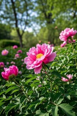 Obraz premium there is a large pink flower that is growing in the grass