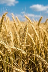 Fototapeta premium a close up of a field of wheat with a blue sky in the background