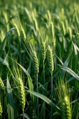 there are many green wheat plants in a field of green grass