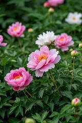there are many pink and white flowers in the field