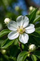 Obraz premium there is a white flower that is growing on a tree