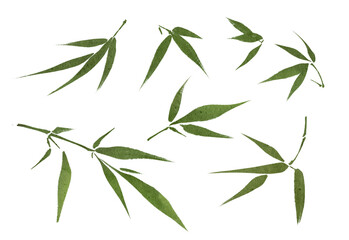 bamboo isolated on white background