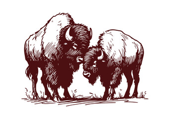  American Bison hand drawn sketch vector illustration