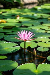 a close up of a pink flower in a pond of water