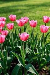 Fototapeta premium there are many pink tulips growing in the grass