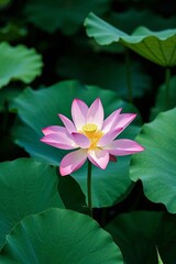 arafed pink flower with yellow center surrounded by green leaves