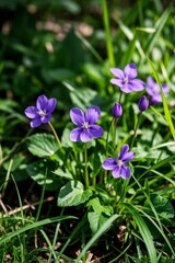 purple flowers are growing in the grass in the sun