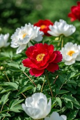 there is a red and white flower in a field of green leaves