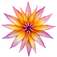 Blazing Star Flower png