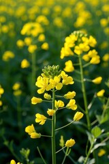 Obraz premium yellow flowers in a field of green grass with a bee on it