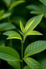 Obraz premium a close up of a green plant with a small leaf