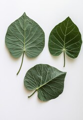 Fototapeta premium Three green leaves on white background