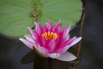 pink water lily in a pond with lily pads