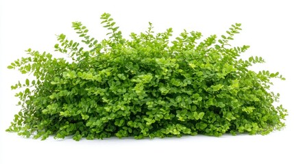 Fototapeta premium Peacock Fern (Selaginella willdenowii) isolated on white background