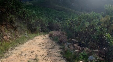Fototapeta premium Una calle llena de árboles en el bosque de la montaña. (A street full of trees in the forest on the mountain)