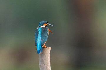Fototapeta premium Common kingfisher (Alcedo atthis) during on branch tree for diving into water eating fish at the river.Kingfisher fishing and hunting perching on a twig.Nature animal wildlife concept.