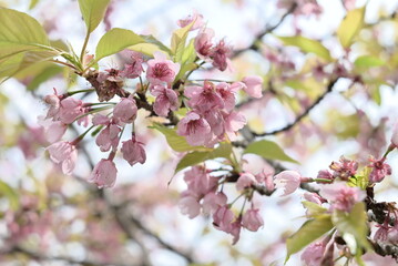 ピンク色の花が咲くカンヒザクラのクローズアップ