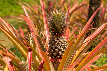close up of pineapple